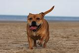 STAFFIE 261